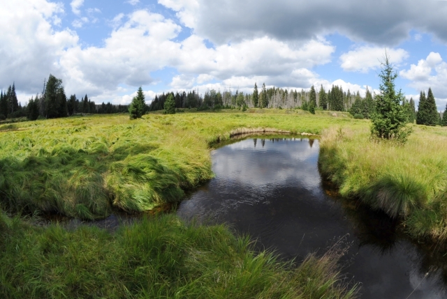NP Šumava.