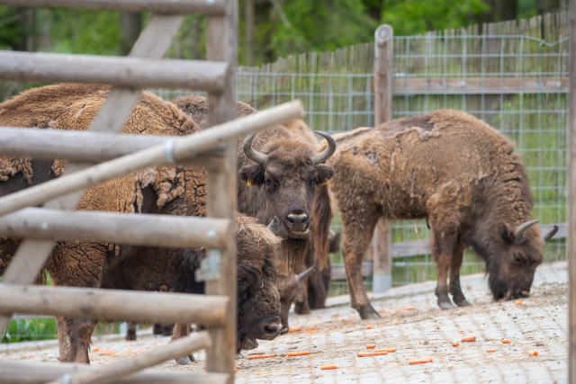 Zubr evropský v táborské zoo. 