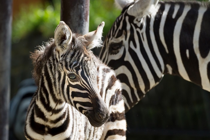 V Zoo Dvůr Králové se narodilo mládě vzácné zebry bezhřívé.