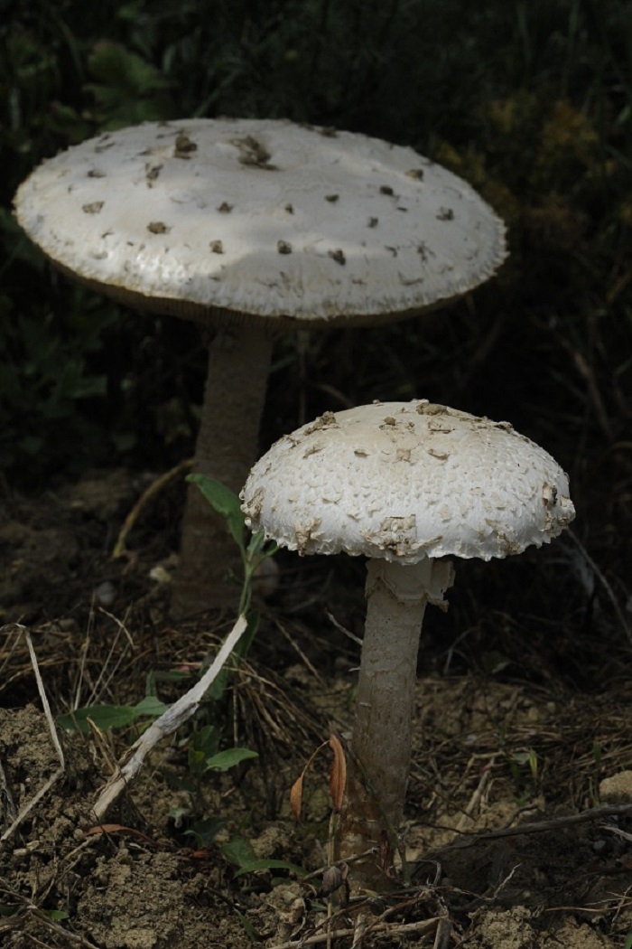 Muchomůrka Vittadiniho.