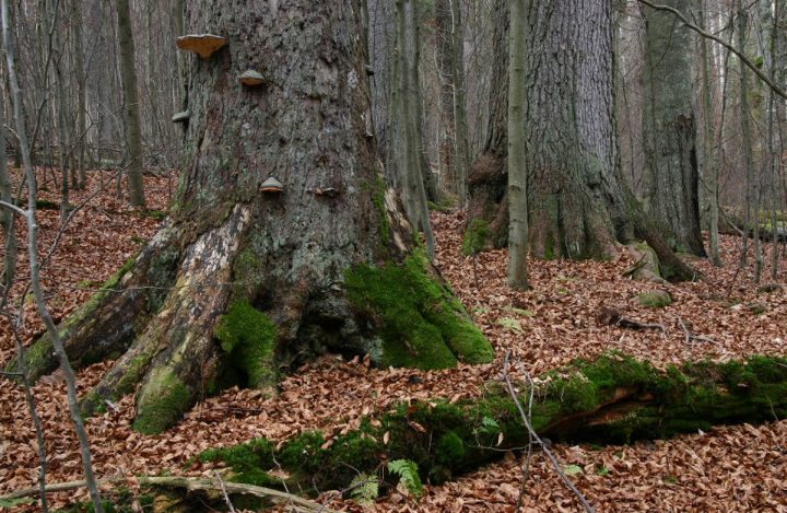 Boubínský prales.
