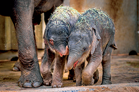Nová slůňata v pražské zoo. Nová slůňata v pražské zoo.