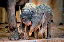 Nová slůňata v pražské zoo.