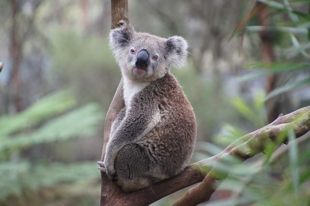 Koala medvídkovitý.