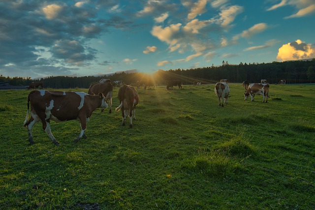Ilustrační foto.