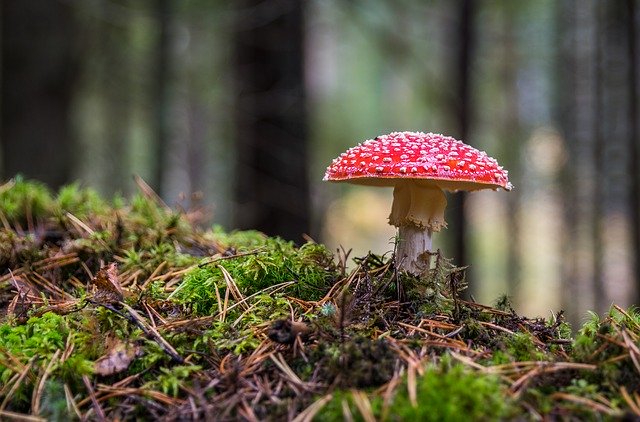 Ilustrační foto.