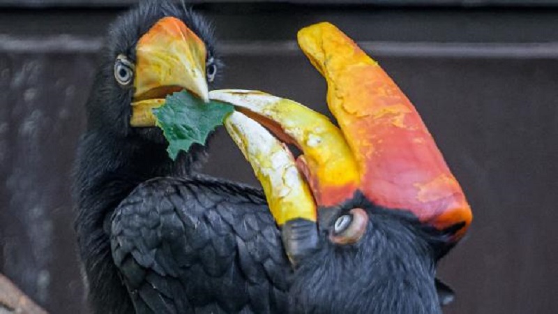 Samice dvojzoborožce Markéta z pražské zoo má světový rekord.