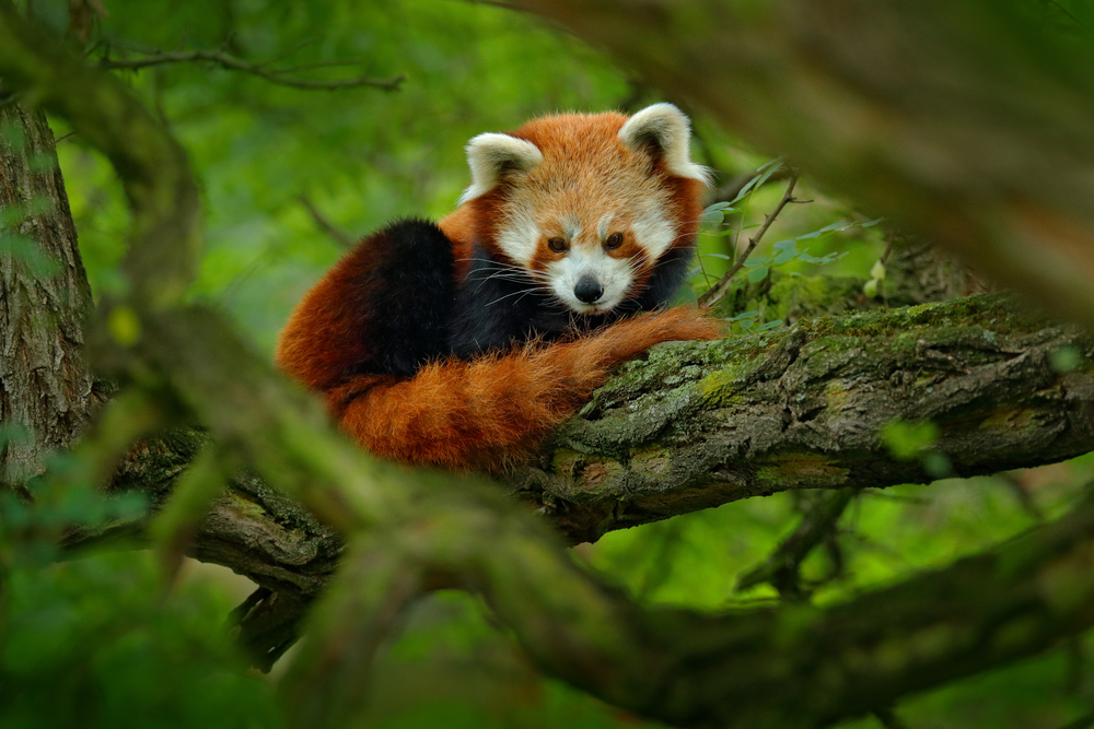 Panda červená.