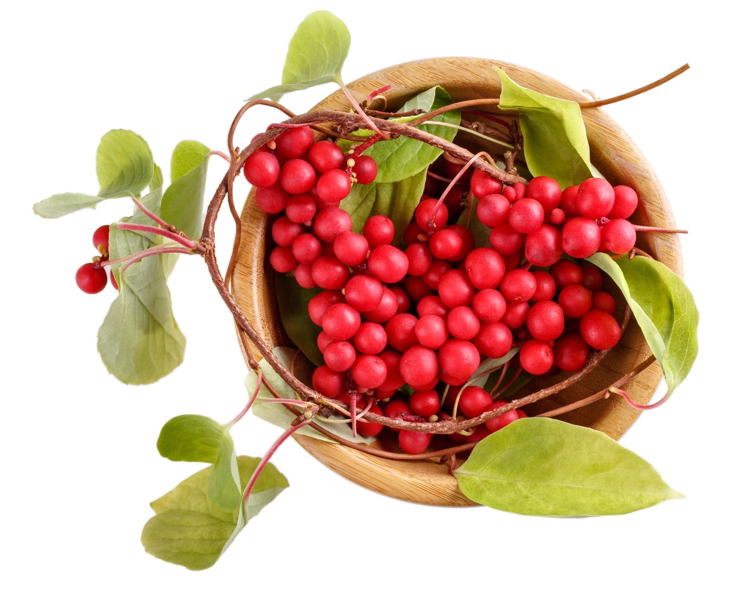 Schizandra čínská.