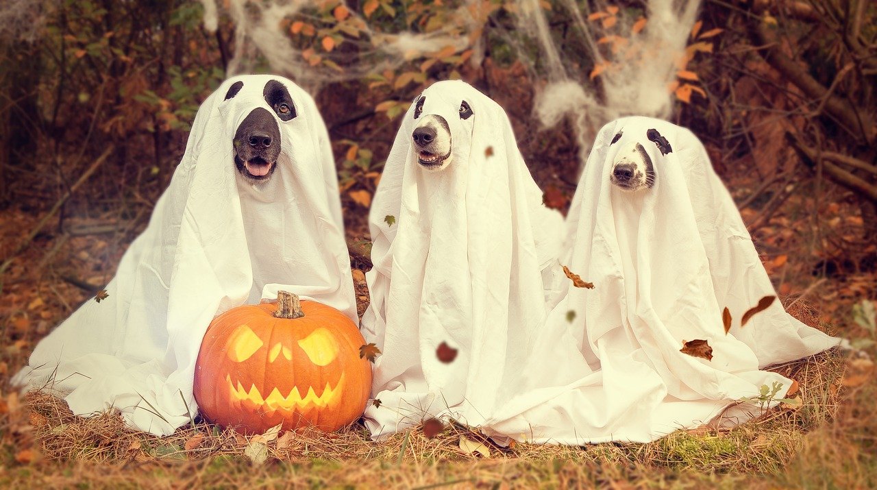 Letošní halloween bude hodně jiný. 
