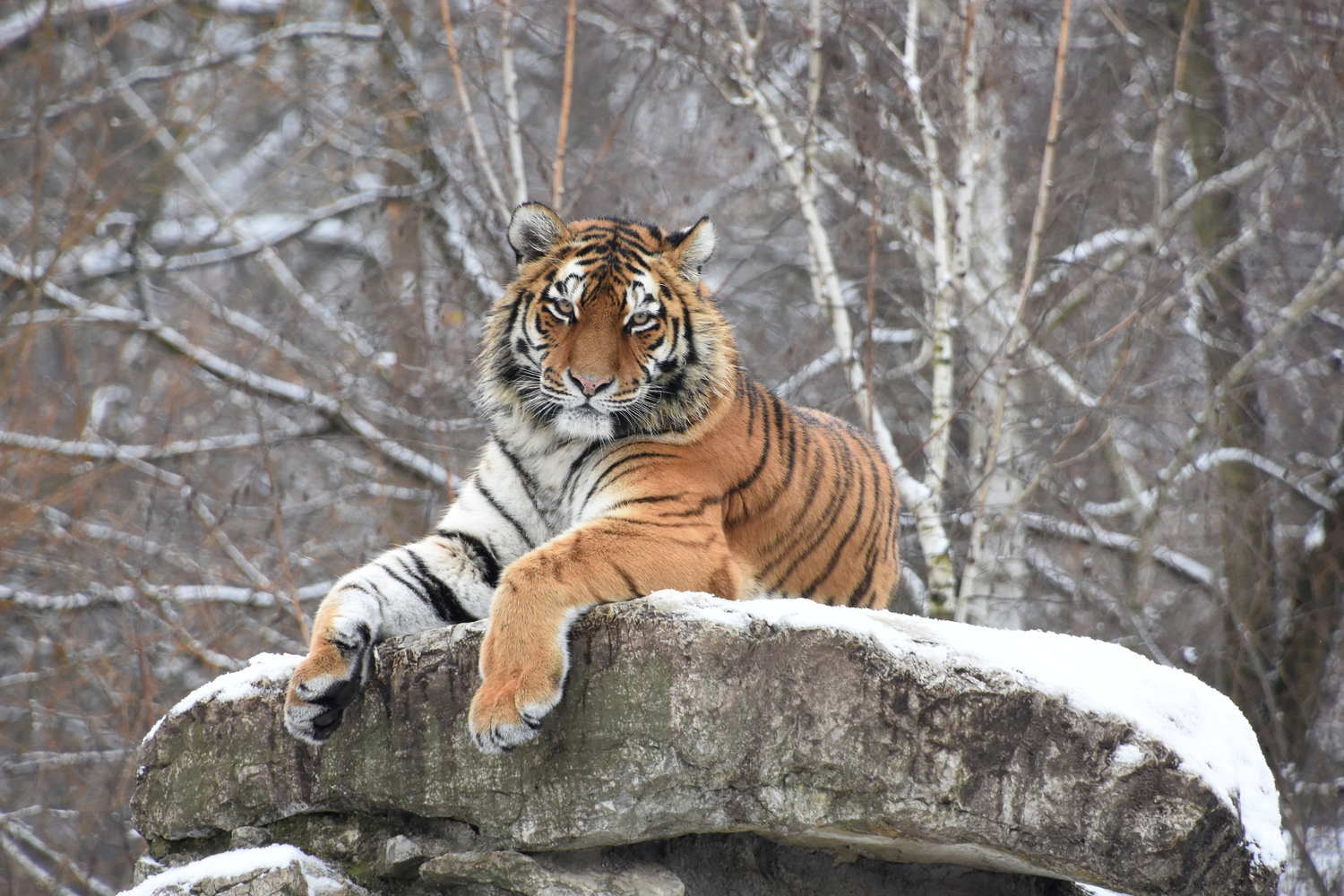 Mladá tygřice ussurijská z hodonínské zoo.