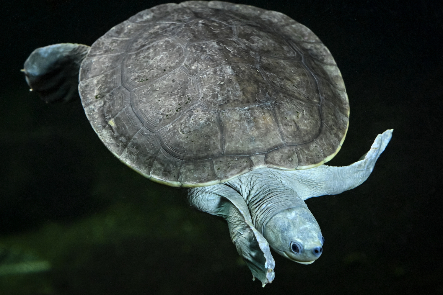 Devět mláďat nejohroženější sladkovodní želvy světa mohou návštěvníci pražské zoologické zahradě od 5. srpna 2021 pozorovat v tamním pavilonu Čambal. Želvy batagury bengálské trojská zoo vystavuje jako jediná veřejně přístupná instituce mimo Asii. Mláďatům je nyní pět let, dožijí se asi sta.