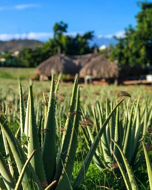 Aloe vera.