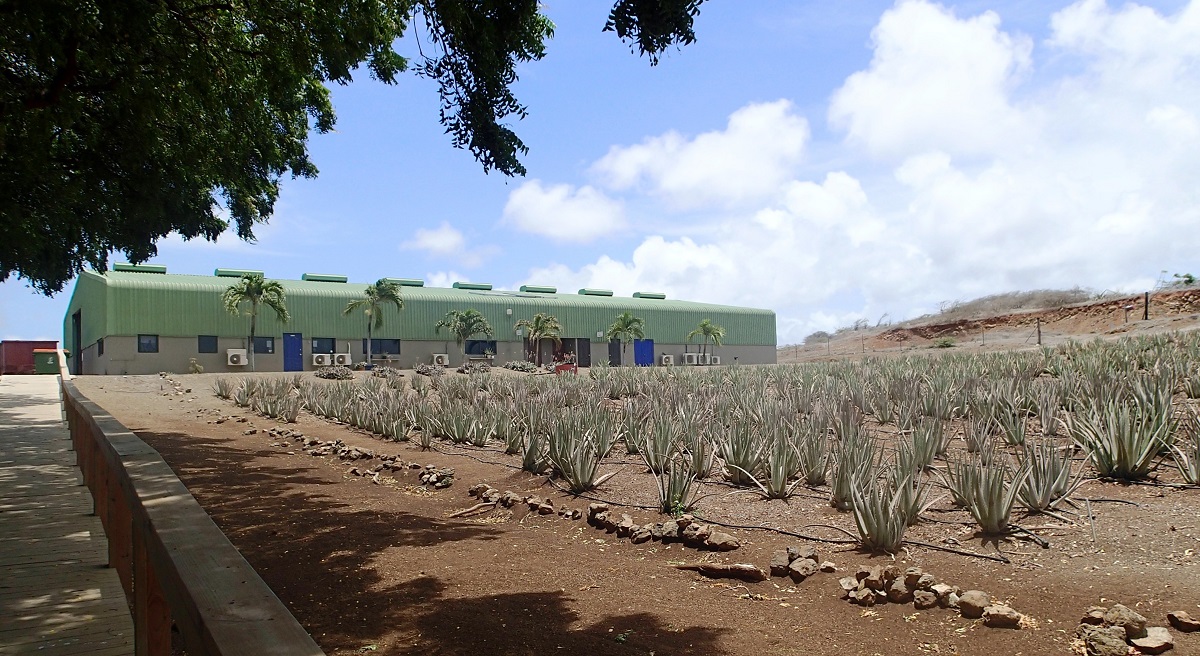 Plantáž na pěstování rostliny aloe vera.