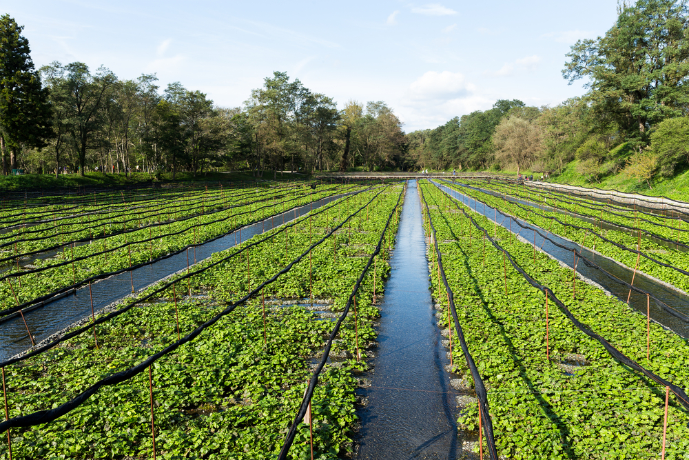 Pole na pěstování wasabi (ilustrační foto). Pole na pěstování wasabi (ilustrační foto).