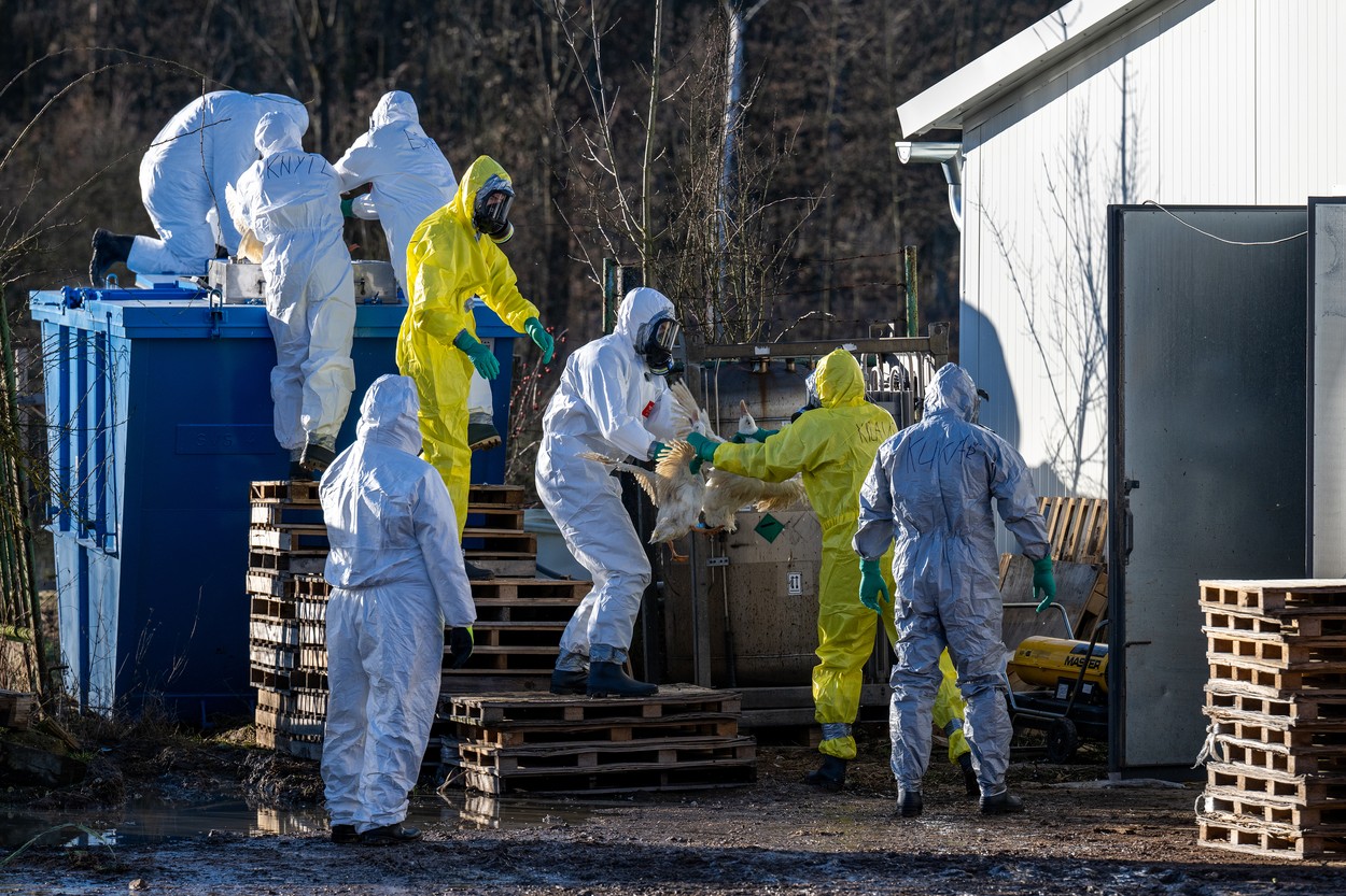 Likvidace kachen na farmě společnosti Perena v Nouzově u Dymokur, kde se objevilo ohnisko ptačí chřipky, 17. ledna 2023, Nymbursko.