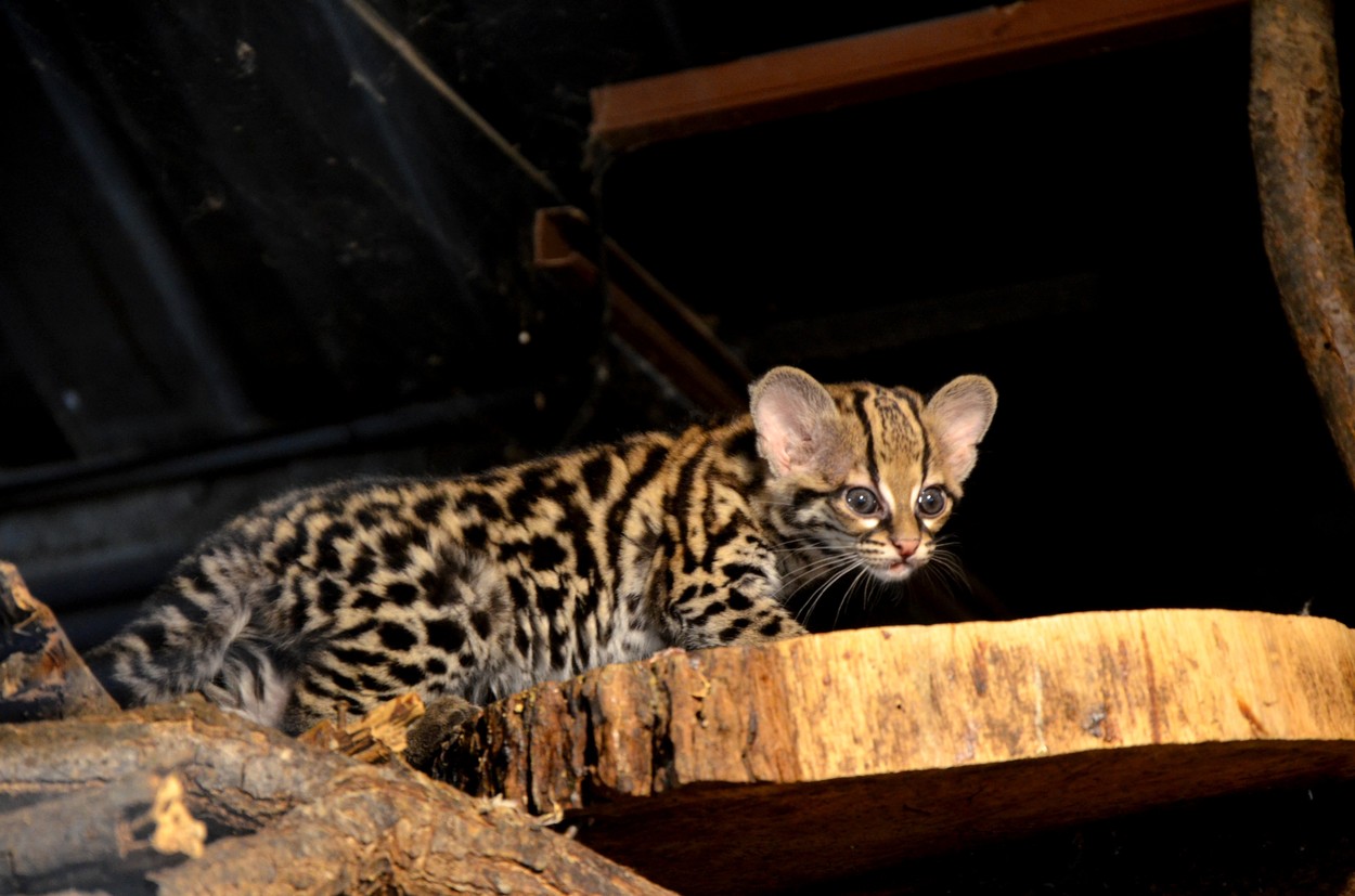 Mládě kočkovité šelmy margay v expozici brněnské zoo.