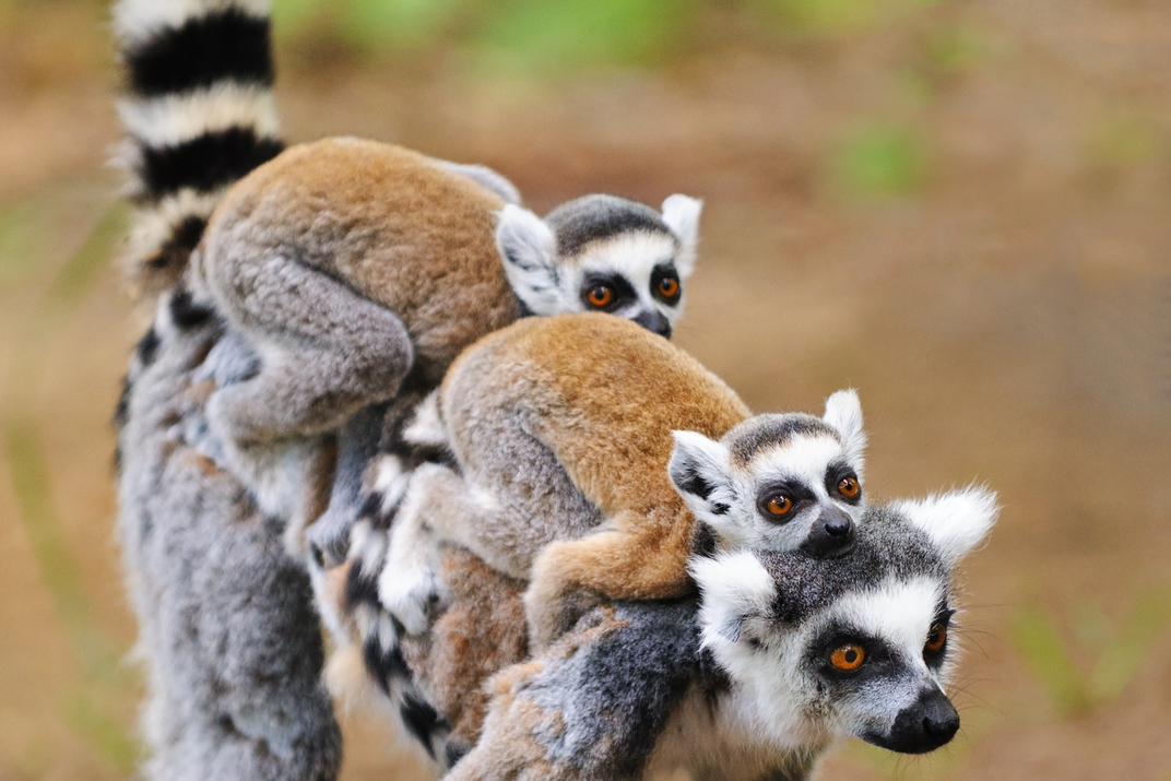 V plzeňské zoo se narodila spousta mláďat lemurů