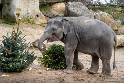 Vánoce a Nový rok v Zoo Praha: vstupy za korunu a nadílka u zvířat