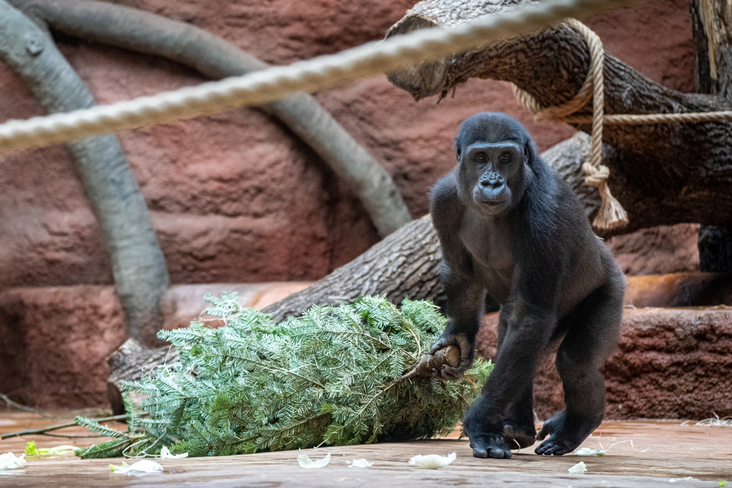 Vánoce a Nový rok v Zoo Praha: vstupy za korunu a nadílka u zvířat