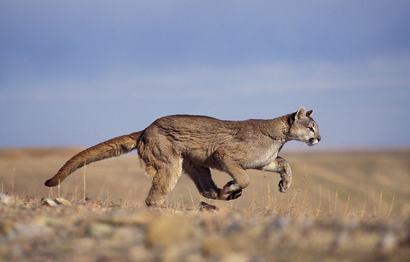 Puma americká v Kalifornii zabila muže a dalšího vážně zranila Puma americká v Kalifornii zabila muže a dalšího vážně zranila