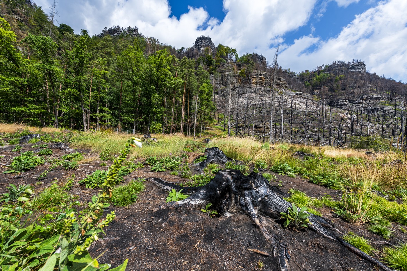 Požár v Českém Švýcarsku v létě 2022 byl největším v historii České republiky Požár v Českém Švýcarsku v létě 2022 byl největším v historii České republiky