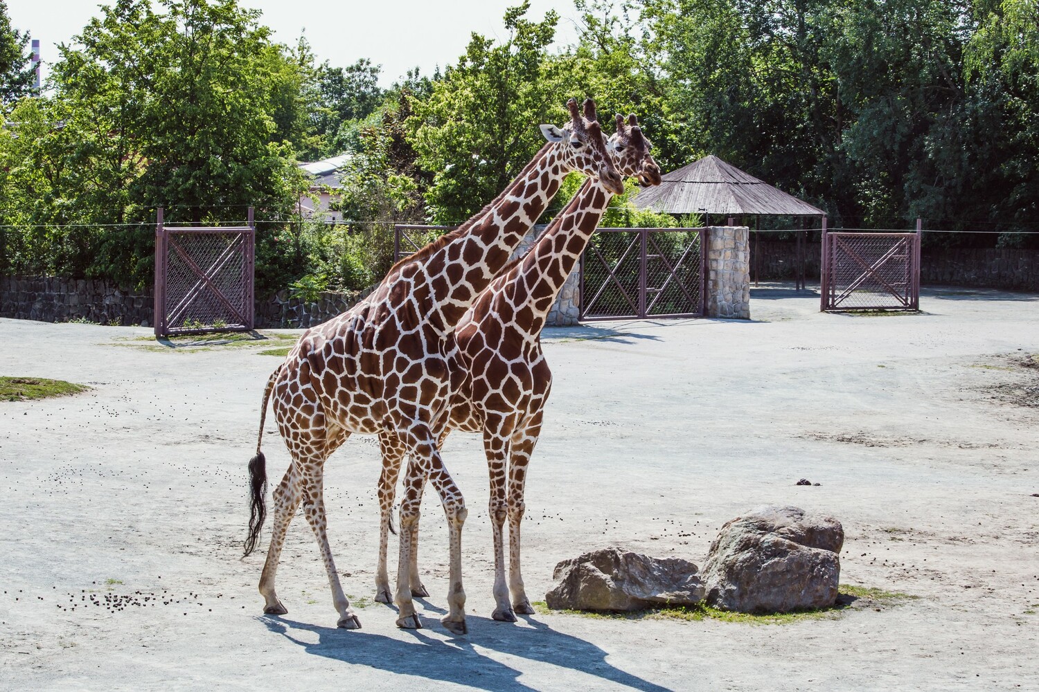 V Safari Parku Dvůr Králové začíná týdenní festival Africké dny