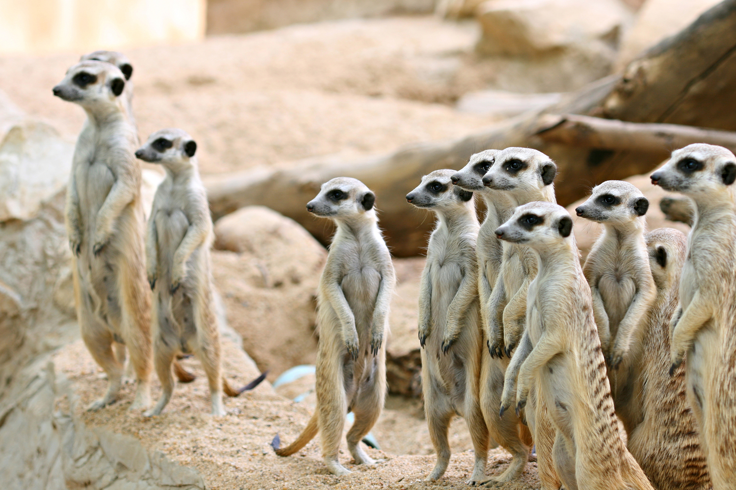 Návštěvníci liberecké zoo mohou po tři čtvrtě roce vidět surikaty