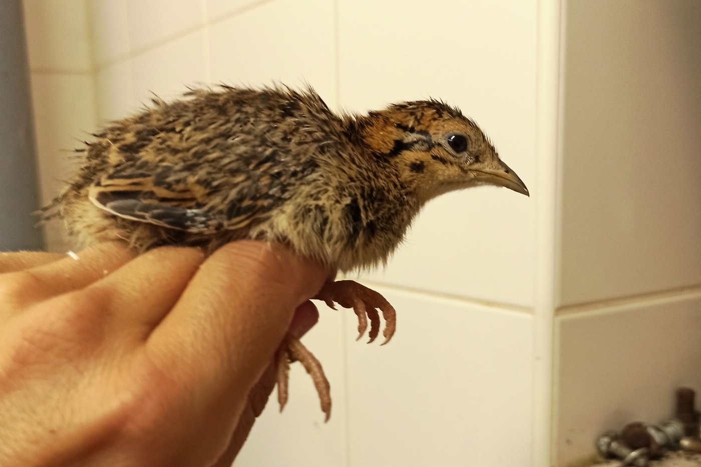 Zoo Brno odchovala tinamy koroptví, dosud poslední se v ČR vylíhly před 38 lety