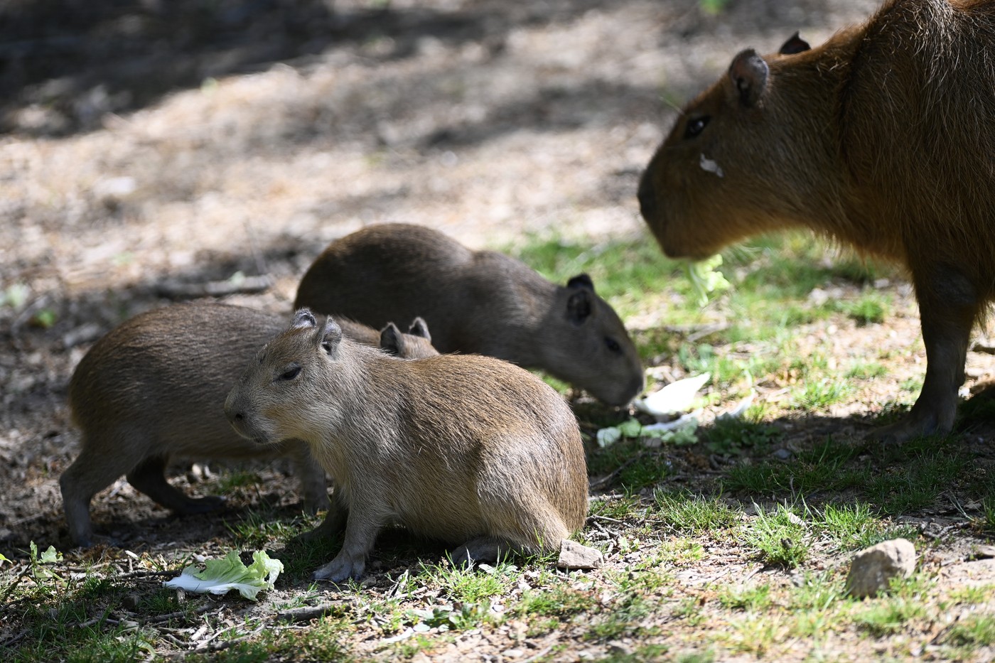 Zoo Brno má čtyři mláďata kapybar, narodila se na začátku srpna