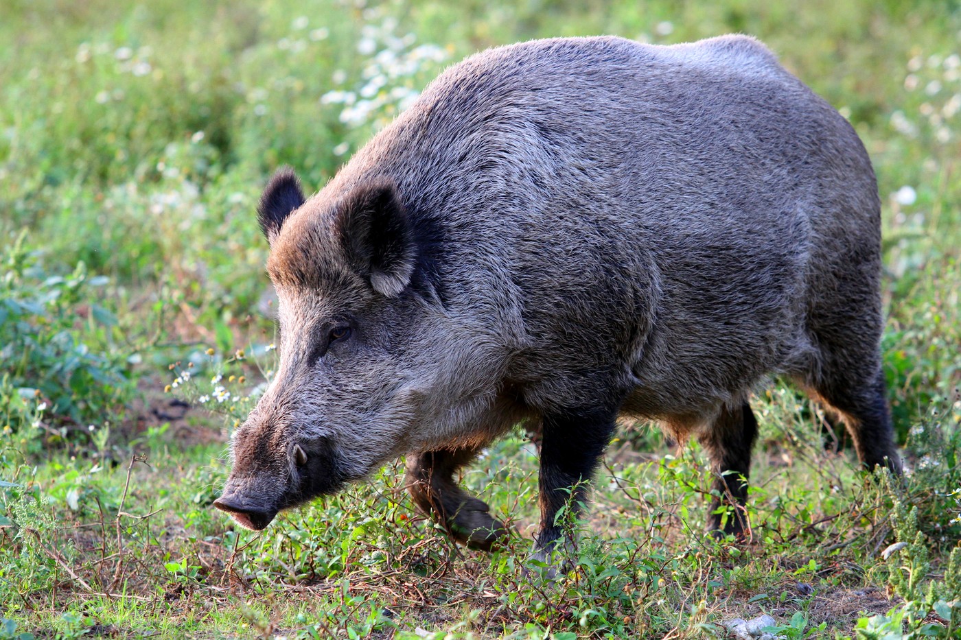 Na divoká prasata Jablonec nad Nisou znovu nastražil odchytovou klec