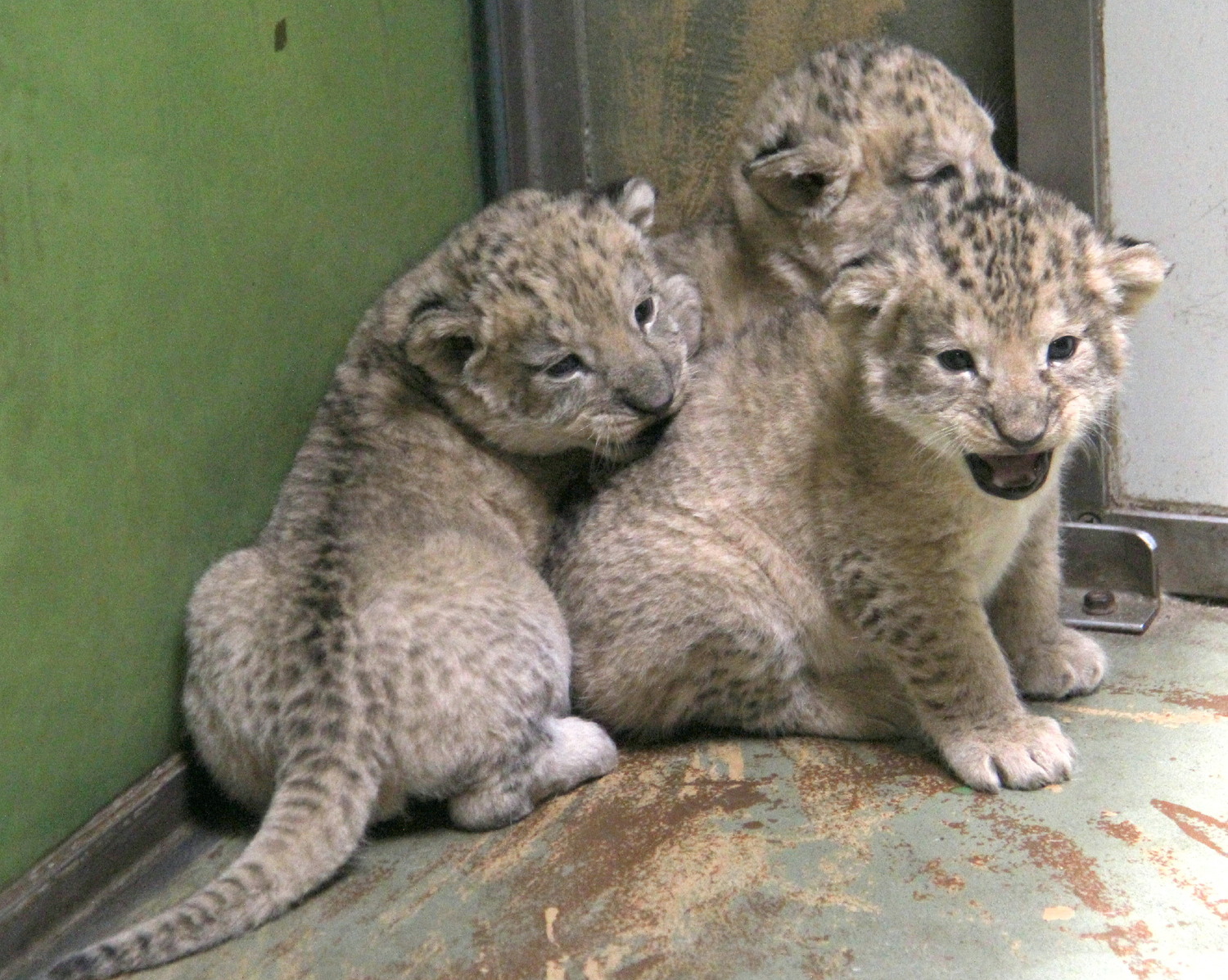  V Zoo Hodonín přišla na svět mláďata lva berberského, v přírodě vyhynulého