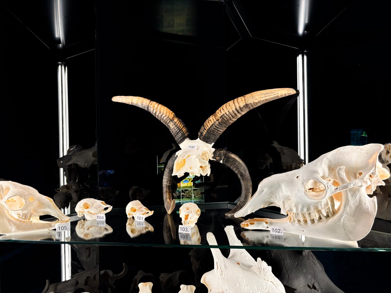 Olomoucká zoo v pavilonu šelem instalovala expozici se 117 lebkami zvířat