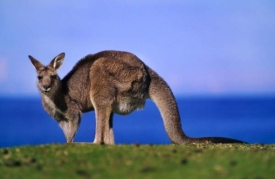 Klokan Macropus giganteus v rezervaci v Novém Jižním Walesu.