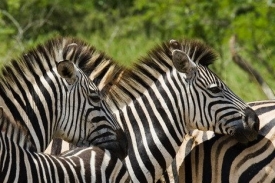 ZOO ve Dvoře králové chystá novinku. Africký kemp přímo v zahradě.