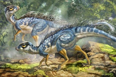 Tianyulong s peřím na zádech a ocase paleontologům zamotal hlavu.
