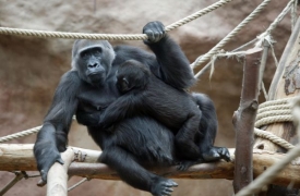 Goril&iacute; rodinka z pražsk&eacute; zoo se vrac&iacute; na str&aacute;nky Česk&eacute;ho rozhlasu.