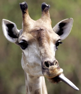 Nova bude od neděle sledovat žirafu Eli&scaron;ku v pražsk&eacute;n Zoo.