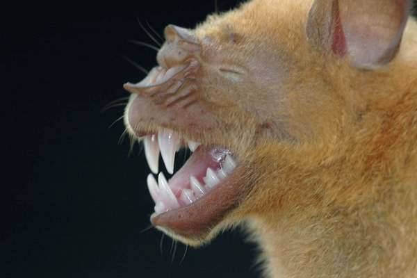 Pavrápenec Hipposideros cyclops se zlobí.