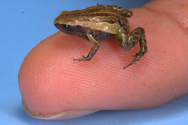 Noblella pygmaea měří na délku 11,4 milimetru.