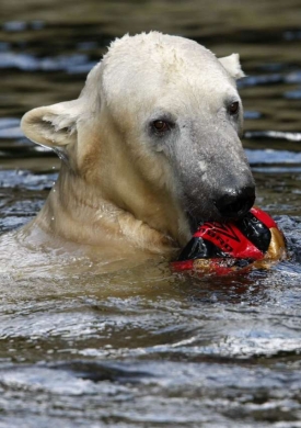 Dospělý Knut v Berlínské ZOO.