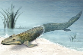 Tiktaalik žil v mělkých vodách, z nichž občas pronikal na souš.