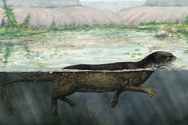 Primitivní ploutvonožec Puijila darwini plave v kráterovém jezírku.