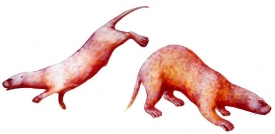 Puijila darwini – poloha při plavání a při pohybu na souši.