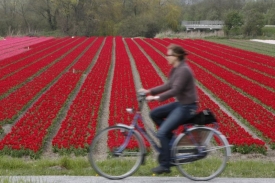 V městu Liss se konají tradiční tulipánové slavnosti.