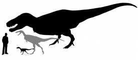 Nejstarší zástupce tyranosaurů, nový druh (šedě) a T.rex vedle člověka