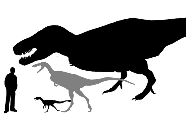Nejstarší zástupce tyranosaurů, nový druh (šedě) a T.rex vedle člověka