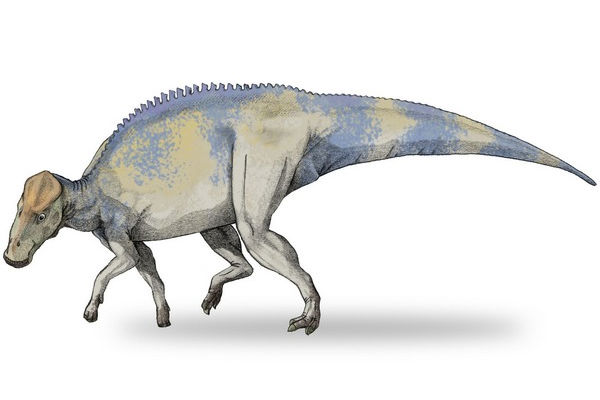Brachylophosaurus patřil mezi hadrosaury – kachnozobé dinosaury.
