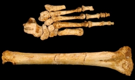 Srovnání holenní kosti a chodidla jedince druhu Homo floresiensis.