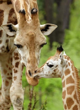 Podle Rabase na jeho odvolání doplatila především zoo.
